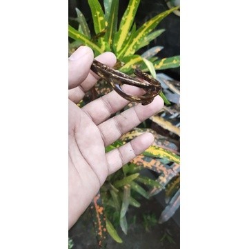 MAKRIFATBUSINESS Gelang Combong Akar Bahar Brahma Minimalis 01