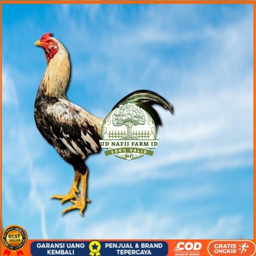 

ayam pama IQ telur fertill 100% terlaris UD NAFII FARM ID