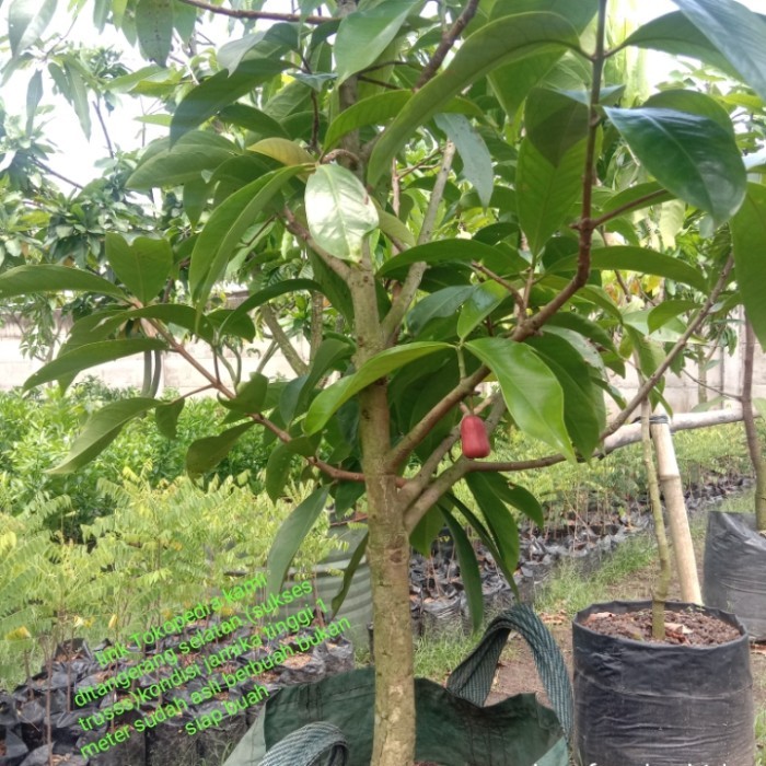 pohon jambu jamaika kondisi berbuah.bukan siap buah