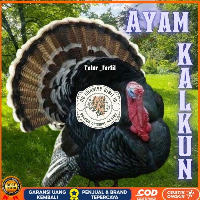 

telur ayam kalkun untuk ditetaskan original berkualitas UD GHANIYY BIBIT ID