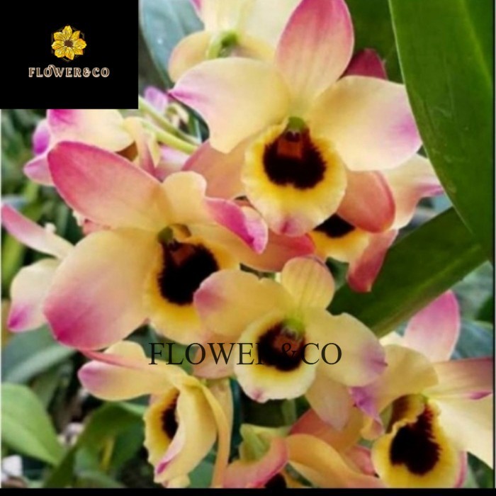 anggrek dendrobium nobile orange dewasa