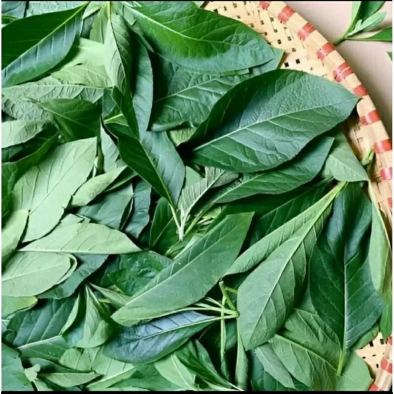 

SAHABATANI 50gram daun Afrika Selatan kering