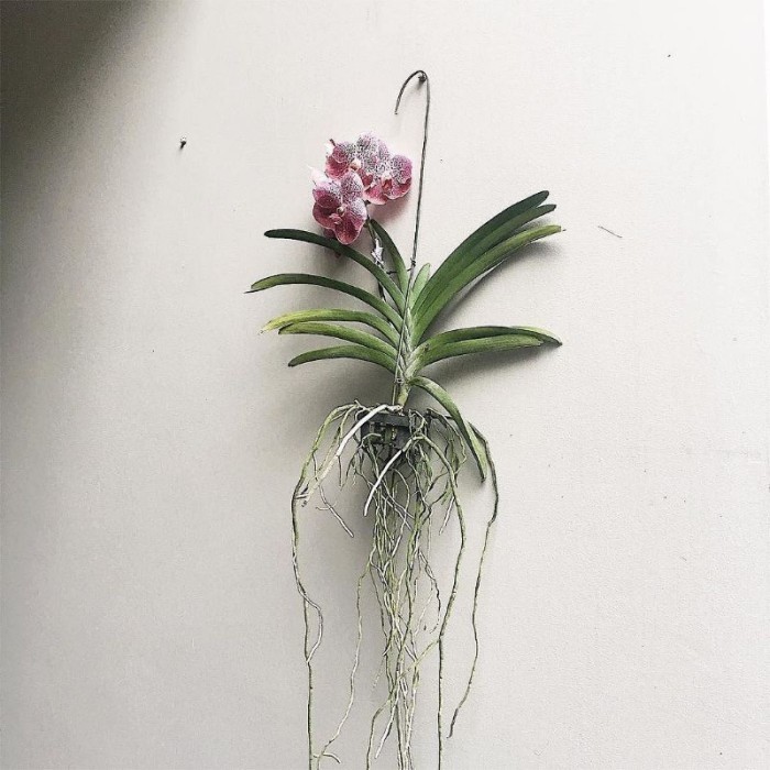 Anggrek Vanda siap berbunga