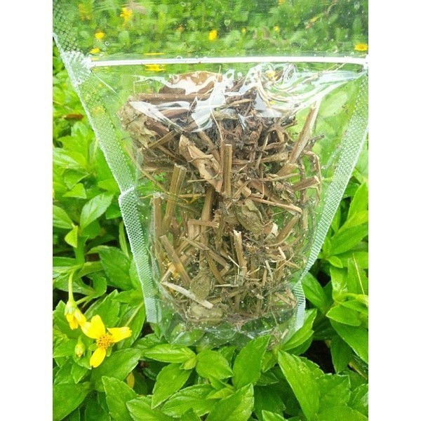 

Cod Daun Ciplukan Kering Asli Daun Cecenet Kering .