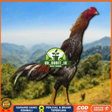 

telur tetas ayam shamo besar UD_GOBIT_ID
