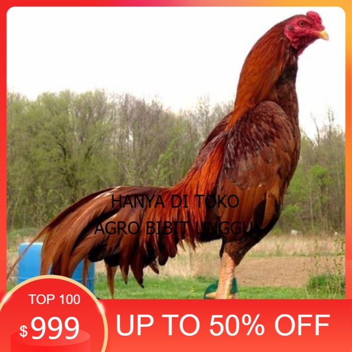 

3pcs TELUR BIRMA SUPER PROMO MURAH (COD) original berkualitas agro.bibit.unggul
