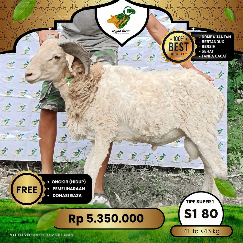 

Domba Garut Super 1 , S1-80 (41 sd 45 kg)