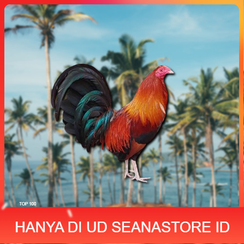 

telur ayam philipin asli AK47 bisa untuk di tetaskan ori vertil UD SEANASTORE ID