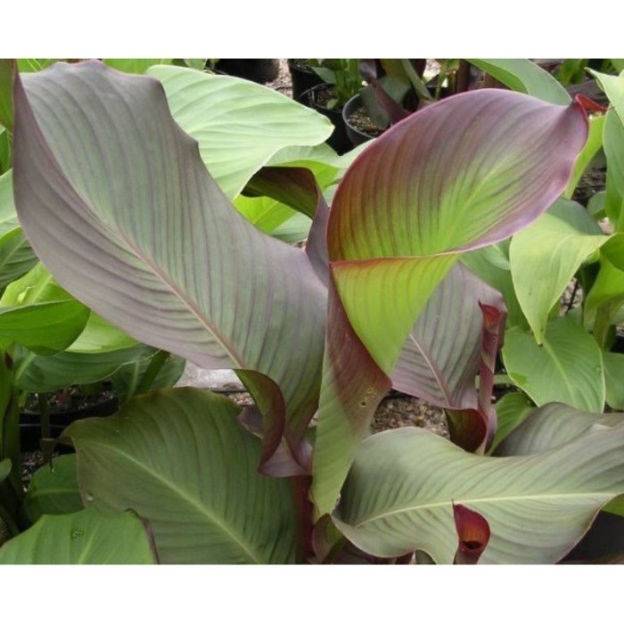 BIBIT TANAMAN LANGKA GANYONG/UMBI GANYONG SUPER