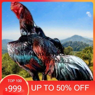 

telur ayam shamo fertil super garansi agro.bibit.unggul
