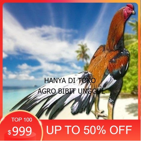 

telur ayam bangkok petarung bisa untuk di tetaskan agro.bibit.unggul
