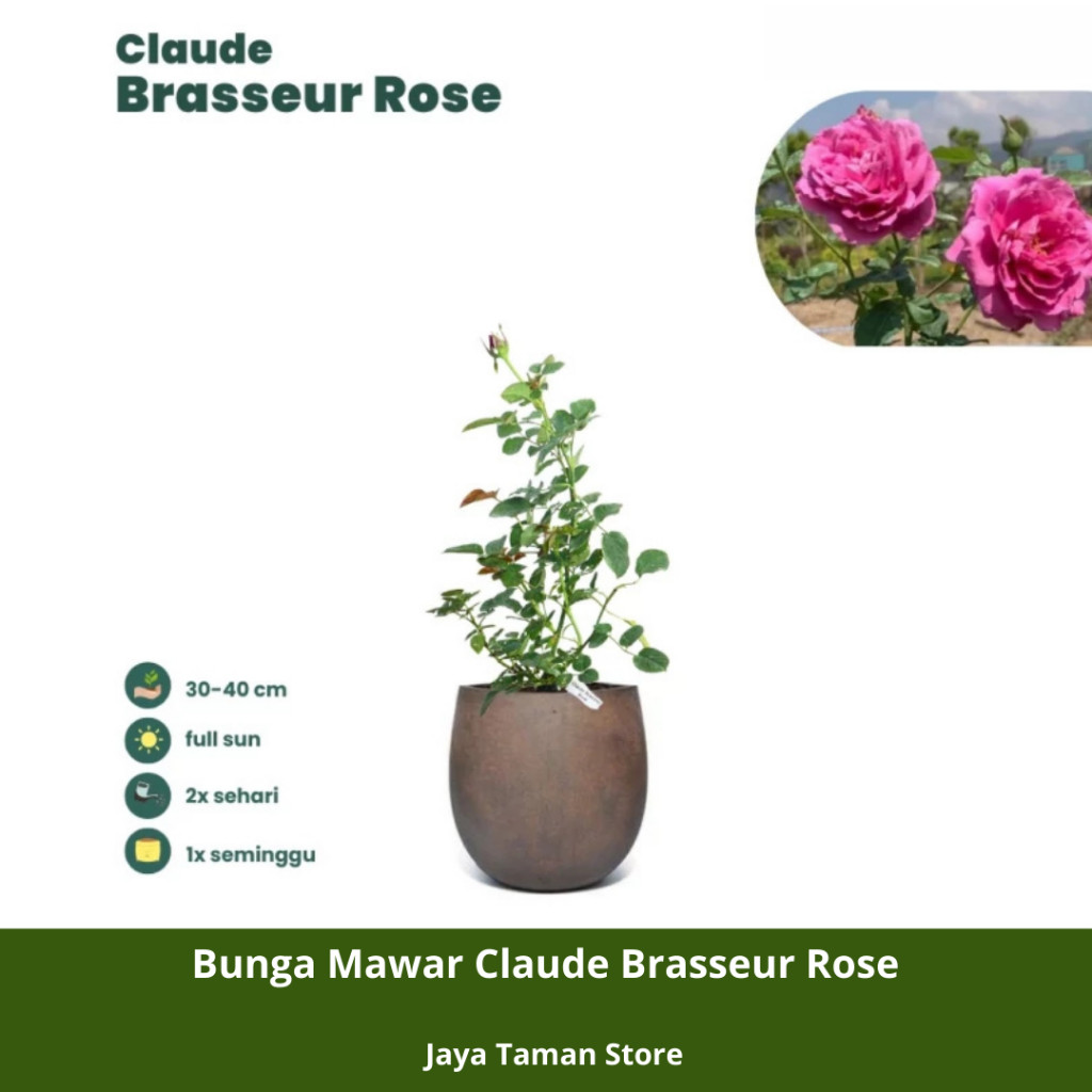 Promo COD Tanaman Bunga Mawar Claude Brasseur Rose - Promo Murah Bunga Mawar
