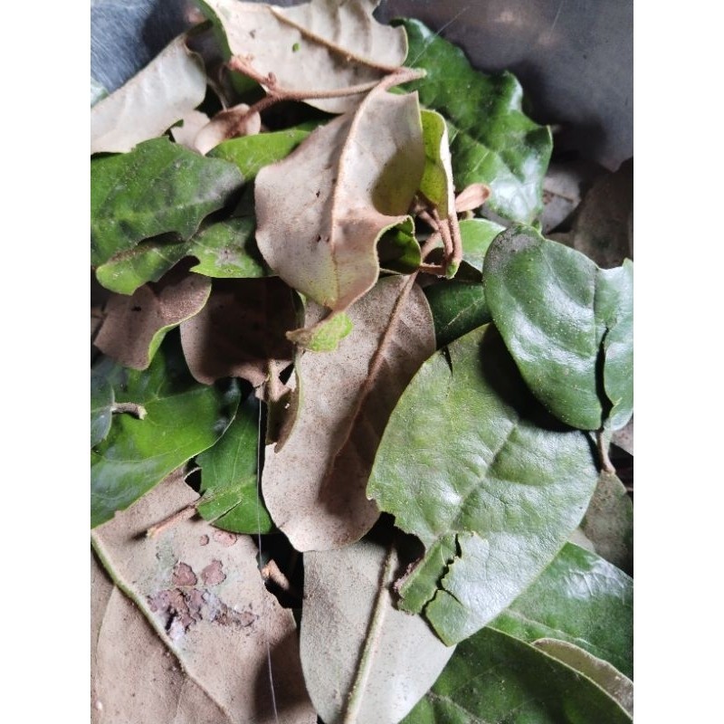 

daun benalu segar tanpa batang