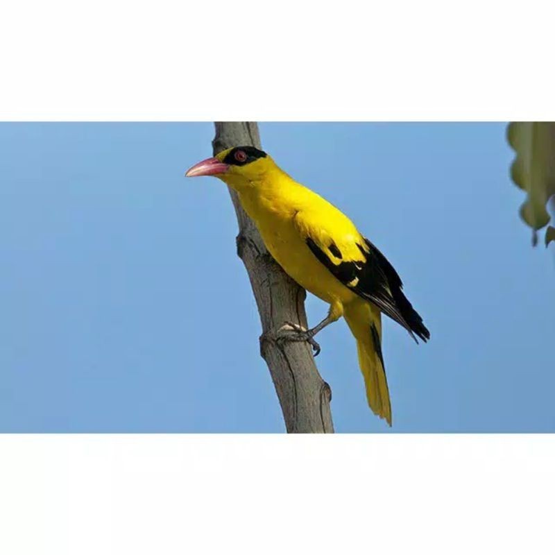 burung kepodang emas body besar jantan rawatan