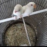 burung lovebird albino mata merah satuan