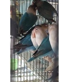 burung lovebird biru dewasa (satuan)