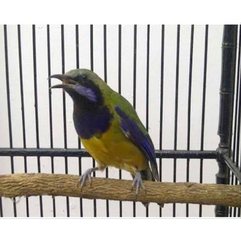 CUCAK CUNGKOK JANTAN RAWATAN