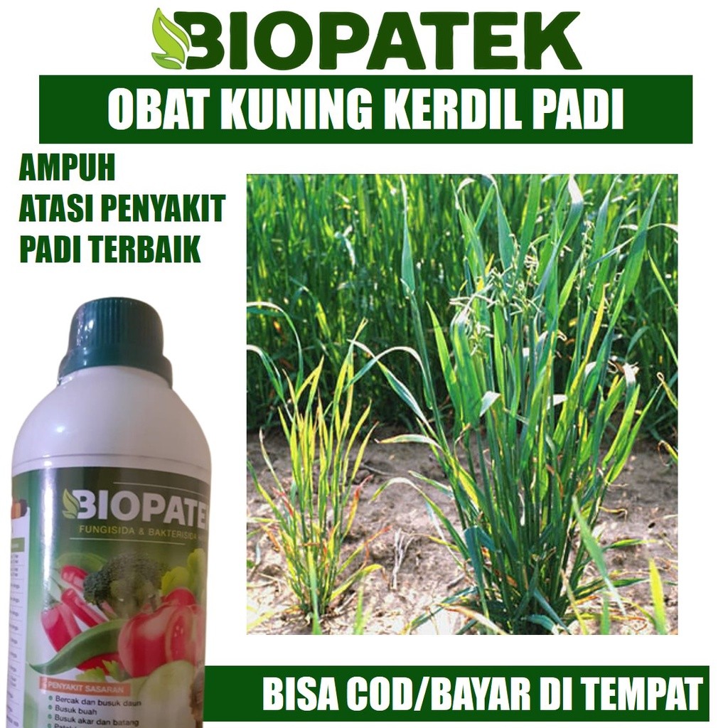 BIOPATEK Fungisida Kerdil Padi Obat Kuning Padi Paling Ampuh > Bakterisida Pengendali Penyakit Padi 