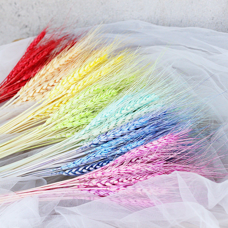 

Colourful Dried Wheat Sheaves Stalks Bouquet,Home Decorative Natural Ear of Wheat Grain Flowers Dry Grass Bunch DIY Arrangements