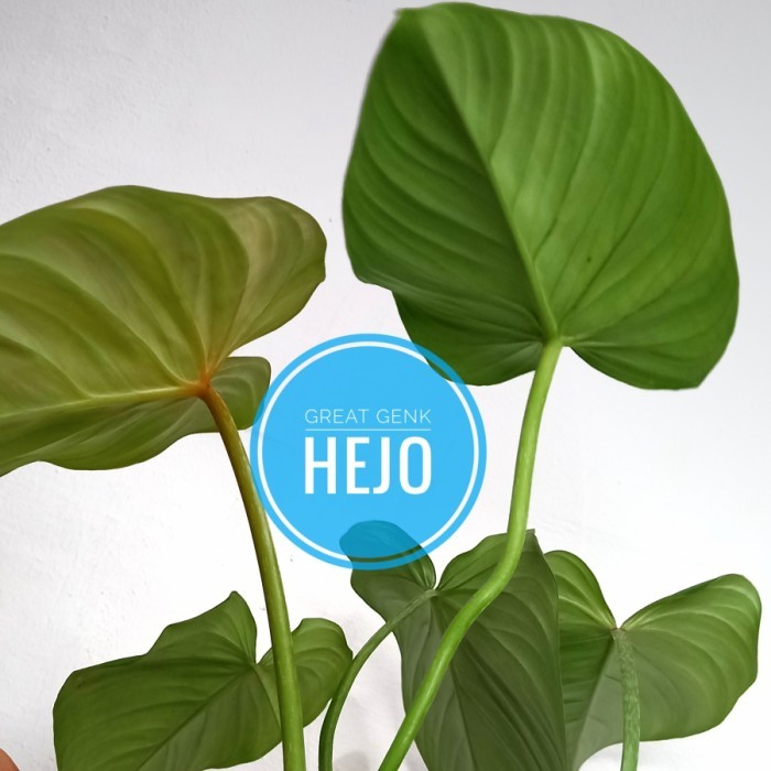 gloriosum philodendron gloriosum