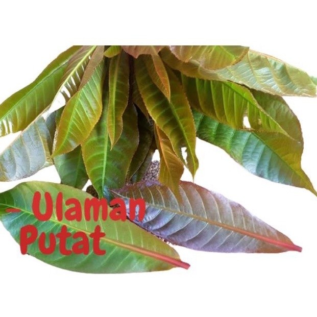 

Termurah Daun pucuk putat 1kg segar siap petik makanan khas sunda