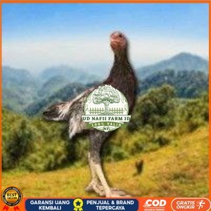

Shamo Eropa Kelabu .Terlaris (telur fertil) UD NAFII FARM ID