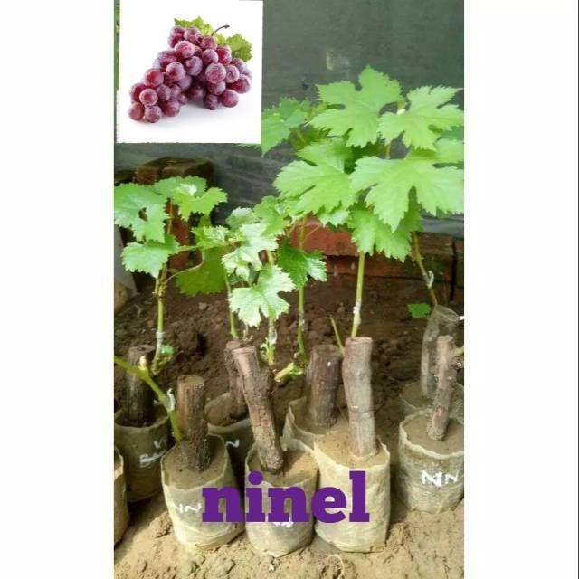 

Anggur Ninel