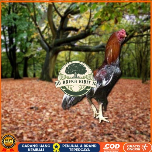 

Telur Ayam Pakhoy Super Vertil Siap Di Tetaskan Jaminan Super Oiginal Bergaransi Valid UD ANEKA BIBIT ID