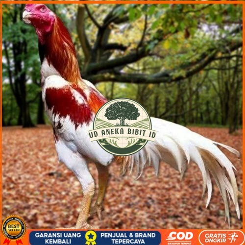 

Telur Ayam Pakhoy Bangkok Vertil Siap Di Tetaskan Jaminan Super Oiginal Bergaransi UD ANEKA BIBIT ID