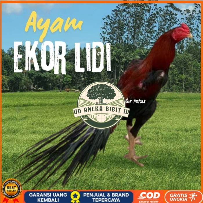 

telur ayam ekor lidi original bisa untuk di tetaskan vertil UD ANEKA BIBIT ID