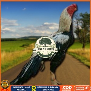 

telur ayam assel Parrot ori bisa untuk di tetaskan vertil UD ANEKA BIBIT ID