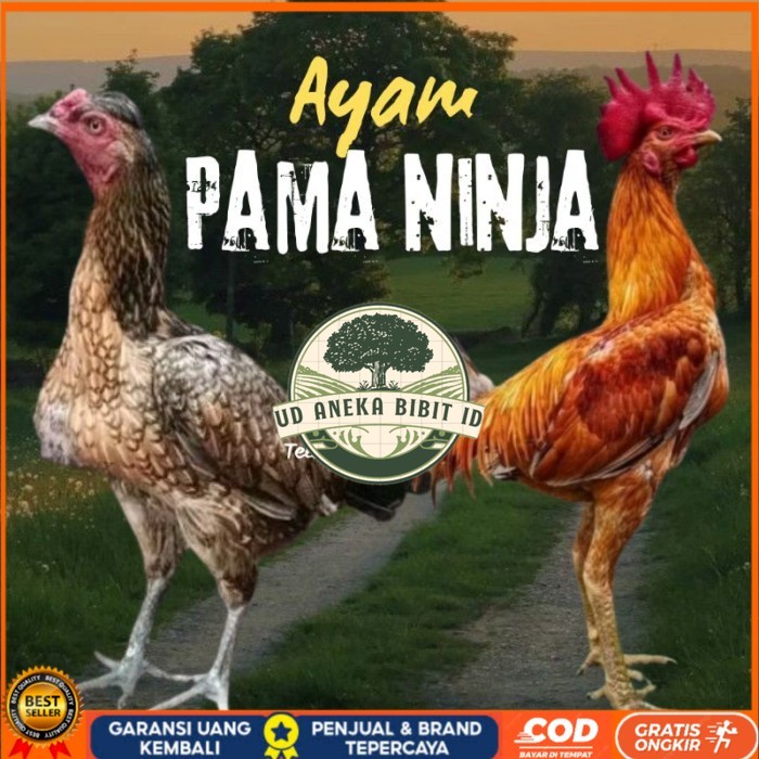 telur ayam Pama ninja original petarung bisa untuk di tetaskan berkualitas ori UD ANEKA BIBIT ID
