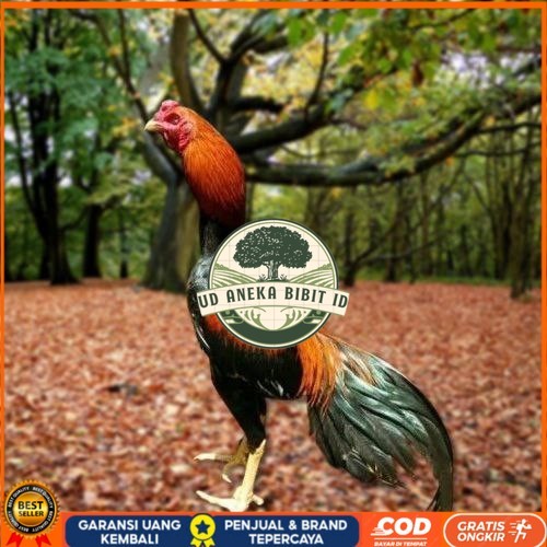 

Telur Ayam Pakhoy Ori Thailand Vertil Siap Di Tetaskan Jaminan Suuper Oiginal Bergaransi UD ANEKA BIBIT ID