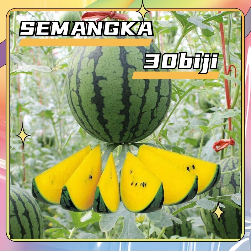 Kadar kecambah 90% 30 Biji - Benih Unggul Semangka Kuning DAVINA F1 - Bibit Buah Bibit Sayuran Bibit