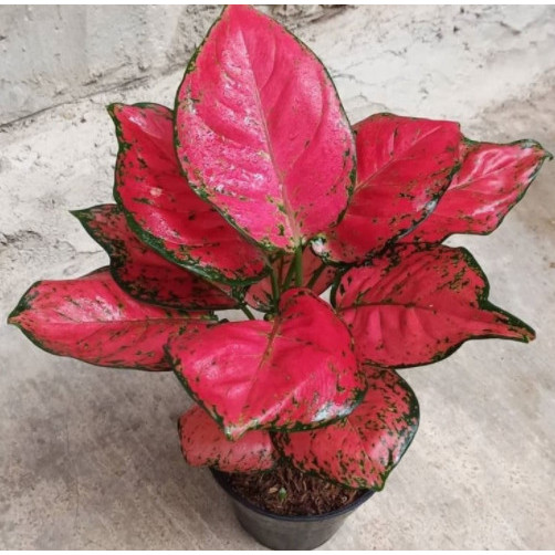 aglonema red anjamani sedang - RED ANJAMANI