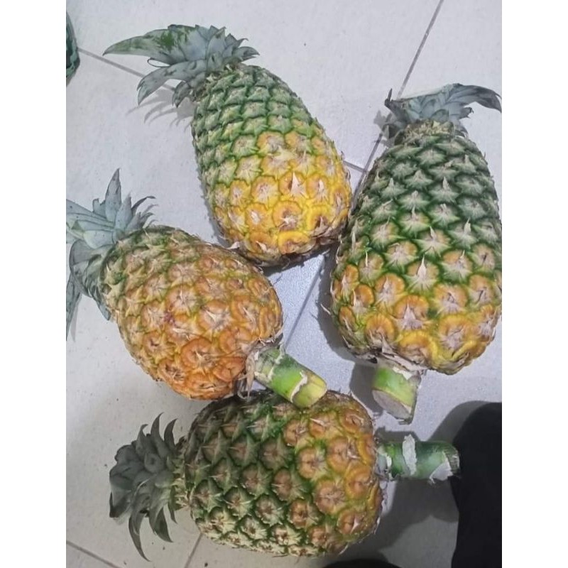

nanas madu bisa buat lutisan buat buah/manisan 2 biji