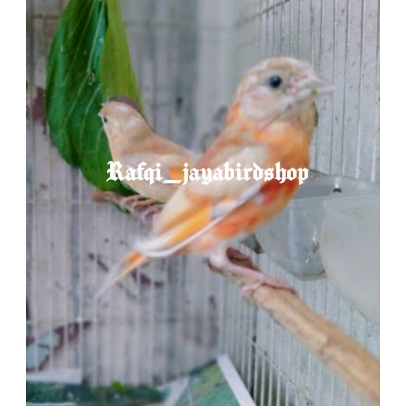 RED SISKIN DOBLE DILUTE TROTOL JANTAN