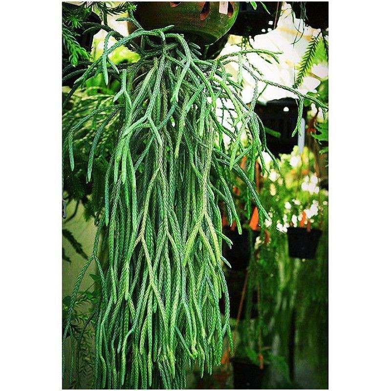 TANAMN HIAS KUMPAI EKOR TIKUS/HUPERZIA CARINATA