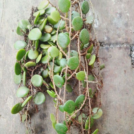 

Cod Daun Sisik Naga Segar 250 gr .