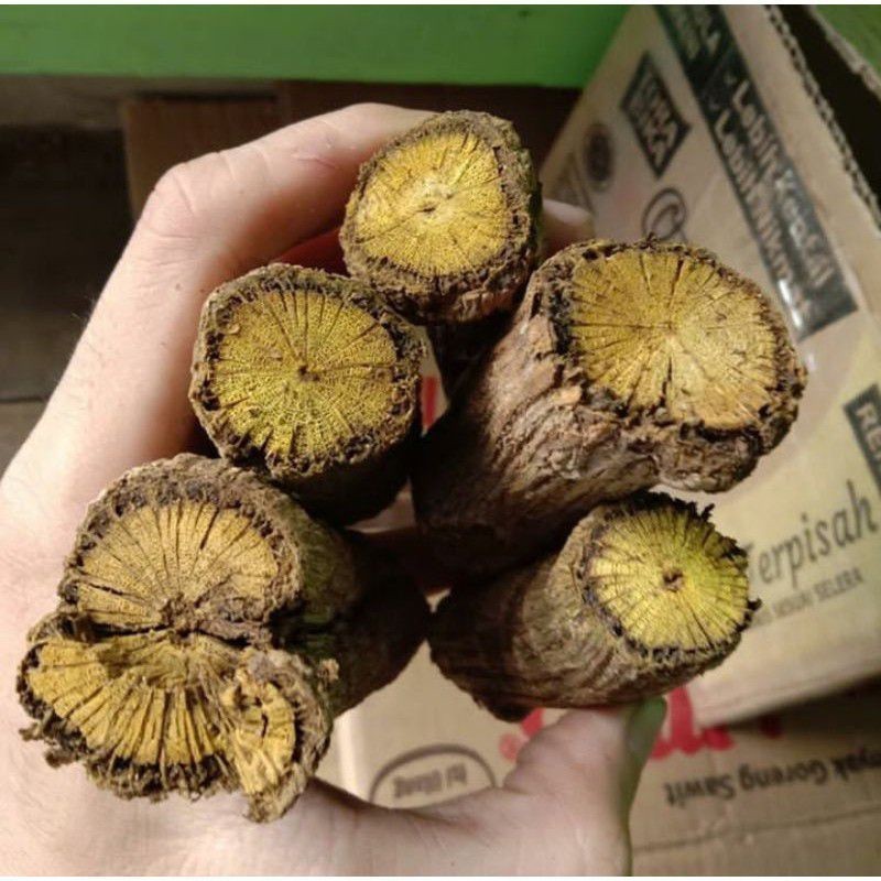 

Cod AKAR BAJAKAH ATAU KI KONENG SEGAR OBAT HERBAL ALAMI/250grm .