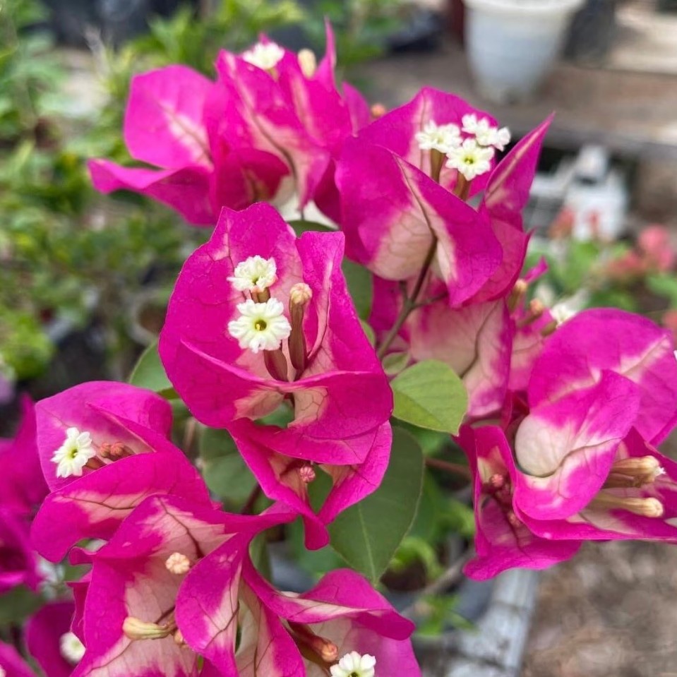 Stek Bougenville import Citra India (perbatang)