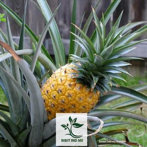 bibit tanaman buah nanas madu jumbo,super