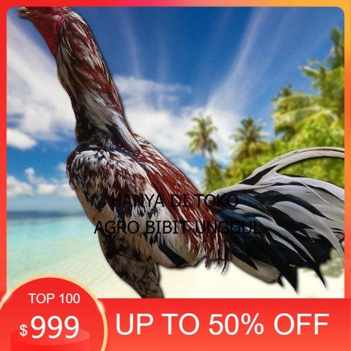 

telur ayam Bangkok mangon ORI (Telur fertil) agro.bibit.unggul