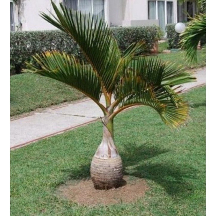 Tanaman Taman Palem Botol - Bibit Tanaman Hias Pohon Palem Botol Merah