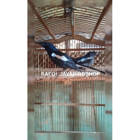 KACER JATIM  SEPASANG DEWASA