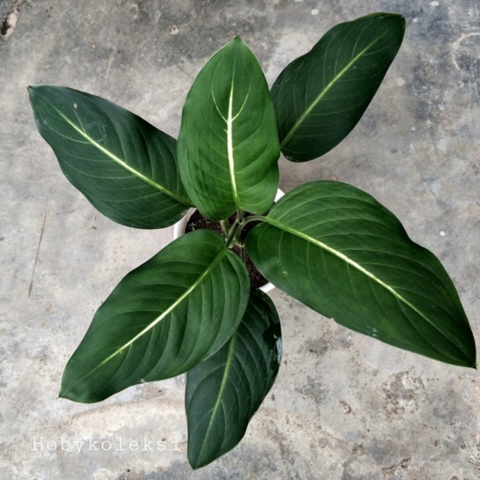 tanaman hias blanceng hijau garis putih