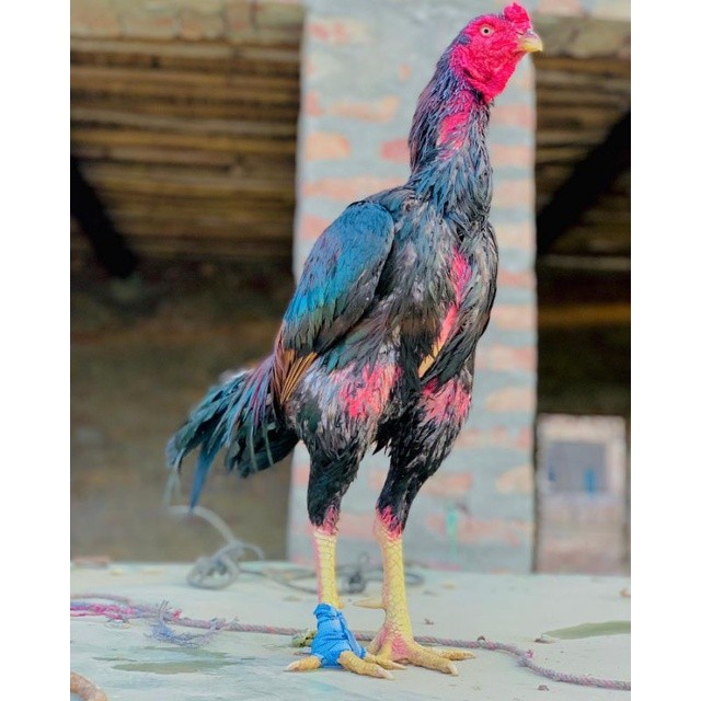

JUAL TELUR AYAM BANGKOK SAMO PAKET 4 BUTIR