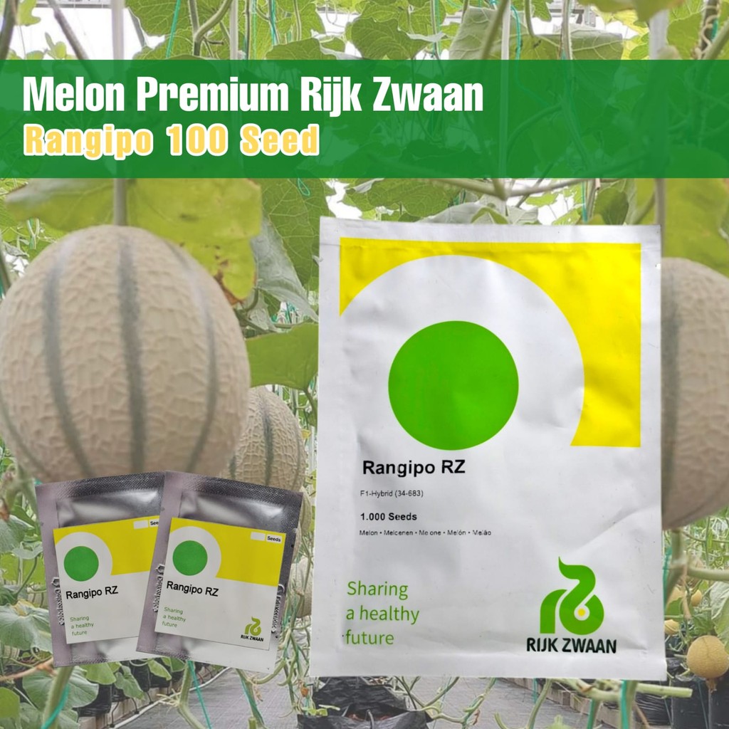 Benih Melon Rangipo RZ Melon Premium Rijk Zwaan 100 Butir