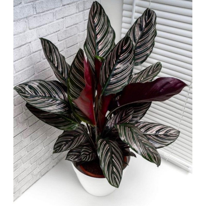 tanaman hias Calathea Ornata, kalatea ornata, calathea pink strip,kalatea pinkstrip
