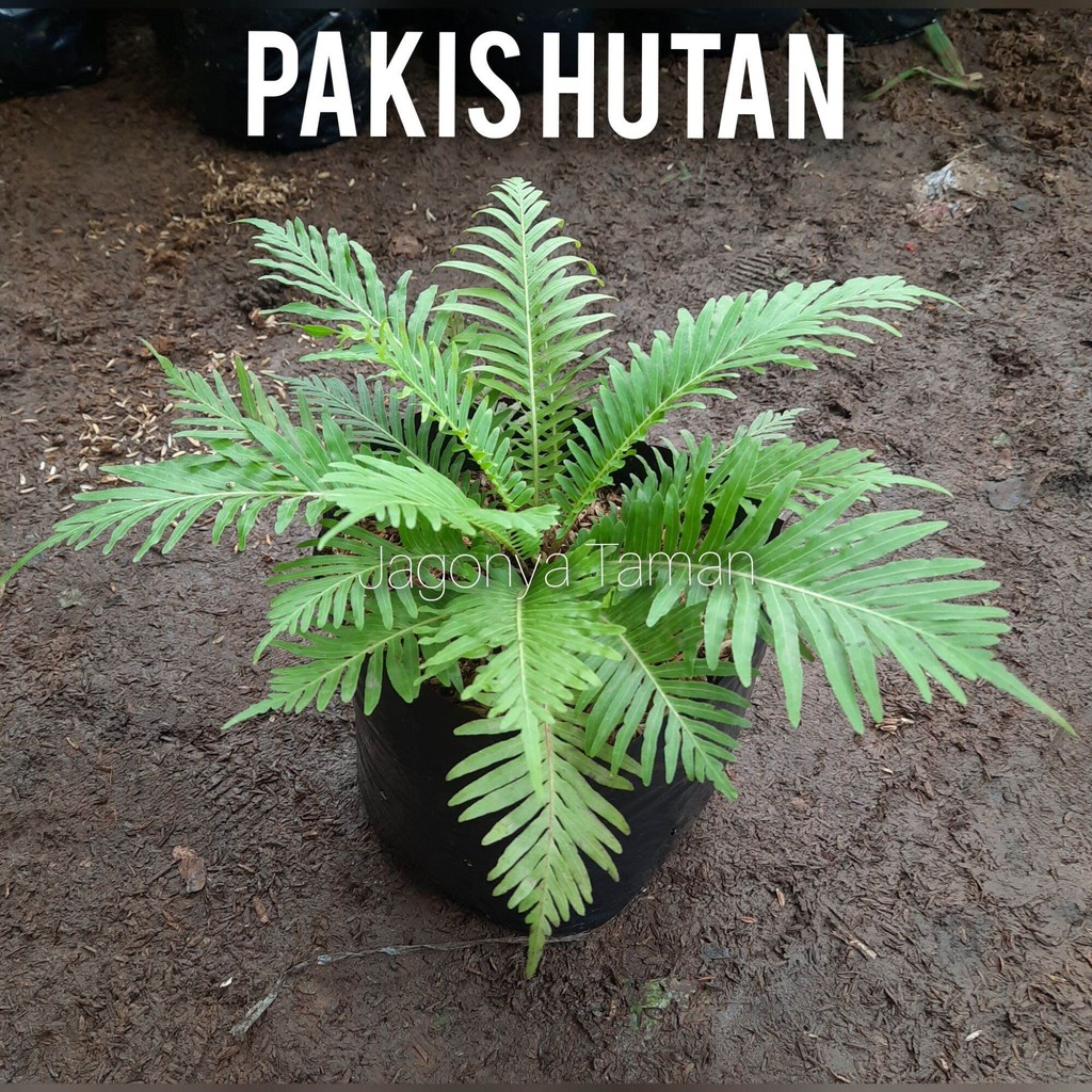 TANAMAN HIAS PAKIS HUTAN / TANAMAN HIDUP PAKIS HUTAN